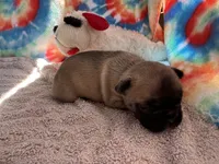 (Pete) ofad parents , a male French Bulldog for sale in West Plains, MO – 5 of 10