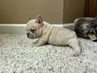 Ofad parents (tank), a male French Bulldog for sale in West Plains, MO – 4 of 10