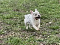 Minnie , a female French Bulldog for sale in West Plains, MO – Photo 10 of 10