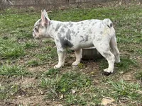 Minnie , a female French Bulldog for sale in West Plains, MO – Photo 9 of 10