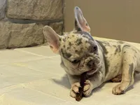 Minnie , a female French Bulldog for sale in West Plains, MO – Photo 4 of 10