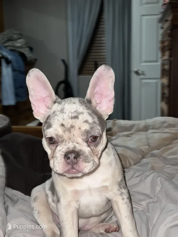 Minnie  – French Bulldog puppy for sale in West Plains, MO