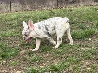 Minnie , a female French Bulldog for sale in West Plains, MO – Photo 8 of 10