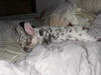 Minnie , a female French Bulldog for sale in West Plains, MO – Photo 6 of 10