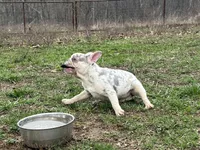 Minnie , a female French Bulldog for sale in West Plains, MO – Photo 5 of 10