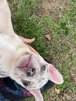 Minnie , a female French Bulldog for sale in West Plains, MO – Photo 7 of 10