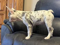 Minnie , a female French Bulldog for sale in West Plains, MO – Photo 3 of 10