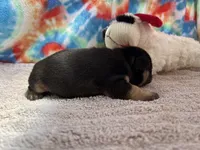 (Felix)ofad parents, a male French Bulldog for sale in West Plains, MO – 5 of 8