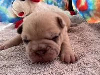 Ofad parents (tank), a male French Bulldog for sale in West Plains, MO – 2 of 8