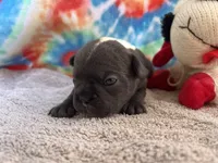 Bloom (ofad parents), a female French Bulldog for sale in West Plains, MO – 7 of 10