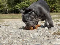 Bloom ofad parents, a female French Bulldog for sale in West Plains, MO – 9 of 10