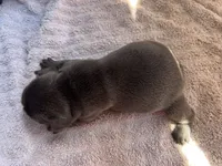 Bloom (ofad parents), a female French Bulldog for sale in West Plains, MO – 4 of 10