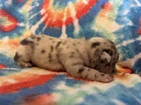 (Romeo) ofad parents , a male French Bulldog for sale in West Plains, MO – 2 of 7
