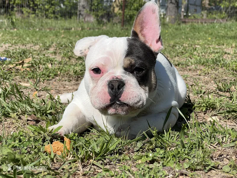 Pat – French Bulldog puppy for sale in West Plains, MO
