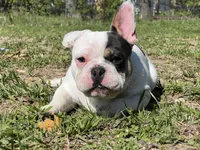 Pat, a male French Bulldog for sale in West Plains, MO – 1 of 10