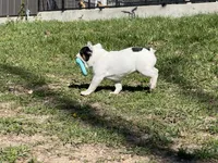 Pat, a male French Bulldog for sale in West Plains, MO – 4 of 10