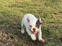 Pat, a male French Bulldog for sale in West Plains, MO – Photo 9 of 10