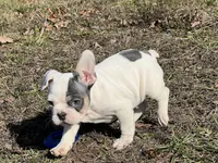 Pat, a male French Bulldog for sale in West Plains, MO – Photo 8 of 10