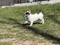 Pat, a male French Bulldog for sale in West Plains, MO – 6 of 10