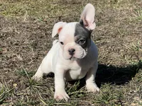 Pat, a male French Bulldog for sale in West Plains, MO – Photo 7 of 10