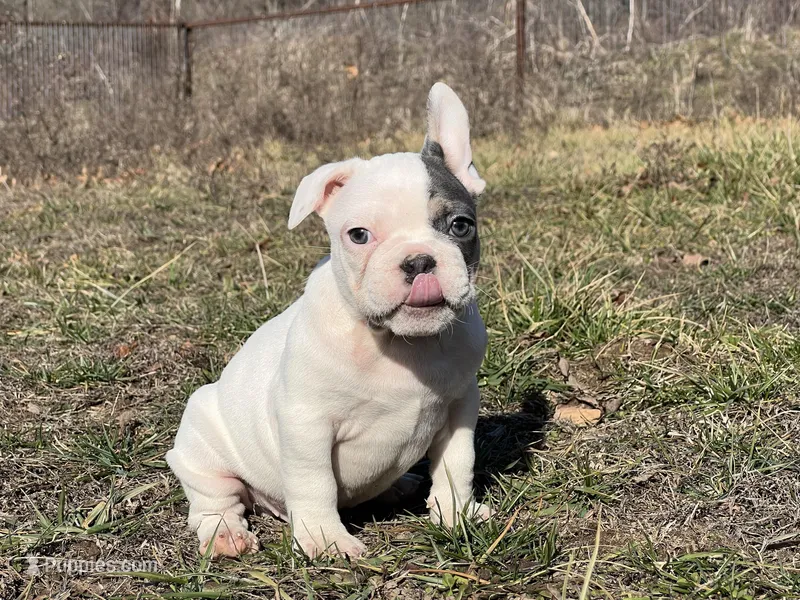 Pat – French Bulldog puppy for sale in West Plains, MO