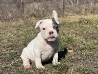 Pat, a male French Bulldog for sale in West Plains, MO – Photo 1 of 10