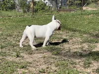 Pat, a male French Bulldog for sale in West Plains, MO – 7 of 10