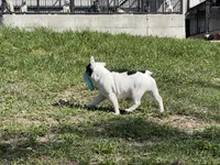 Pat, a male French Bulldog for sale in West Plains, MO – 3 of 10