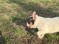Pat, a male French Bulldog for sale in West Plains, MO – Photo 3 of 10