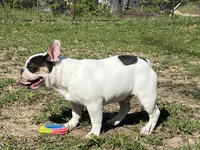 Pat, a male French Bulldog for sale in West Plains, MO – 8 of 10