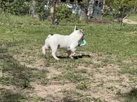 Pat, a male French Bulldog for sale in West Plains, MO – 2 of 10