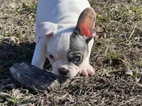 Pat, a male French Bulldog for sale in West Plains, MO – Photo 5 of 10