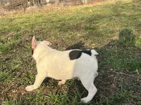 Pat, a male French Bulldog for sale in West Plains, MO – Photo 2 of 10