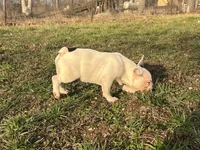 Pat, a male French Bulldog for sale in West Plains, MO – Photo 6 of 10