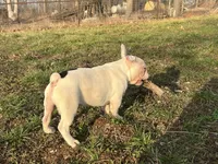 Pat, a male French Bulldog for sale in West Plains, MO – Photo 4 of 10