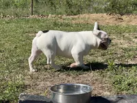 Pat, a male French Bulldog for sale in West Plains, MO – 5 of 10