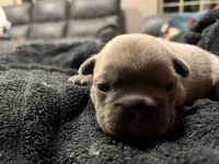 (Max) ofad parents , a male French Bulldog for sale in West Plains, MO – 2 of 7