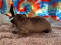 (Pete) ofad parents , a male French Bulldog for sale in West Plains, MO – 8 of 10