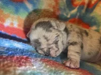 (Romeo) ofad parents , a male French Bulldog for sale in West Plains, MO – 7 of 7