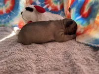 (Pete) ofad parents , a male French Bulldog for sale in West Plains, MO – 7 of 10
