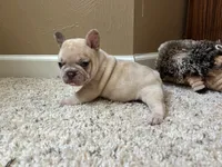 Ofad parents (tank), a male French Bulldog for sale in West Plains, MO – 2 of 10