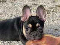 Felix , a male French Bulldog for sale in West Plains, MO – 1 of 10
