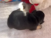 (Felix)ofad parents, a male French Bulldog for sale in West Plains, MO – 6 of 8