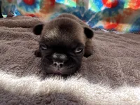 (Pete) ofad parents , a male French Bulldog for sale in West Plains, MO – 2 of 10