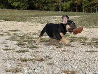 Felix , a male French Bulldog for sale in West Plains, MO – 6 of 10