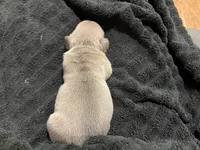 (Max) ofad parents , a male French Bulldog for sale in West Plains, MO – 5 of 7
