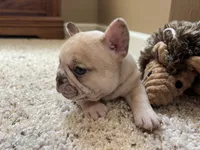 Ofad parents (tank), a male French Bulldog for sale in West Plains, MO – 5 of 10