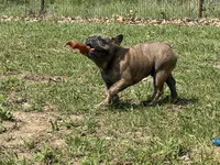 Pete, a male French Bulldog for sale in West Plains, MO – 10 of 10