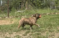 Pete, a male French Bulldog for sale in West Plains, MO – 2 of 10