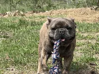 Pete, a male French Bulldog for sale in West Plains, MO – 1 of 10